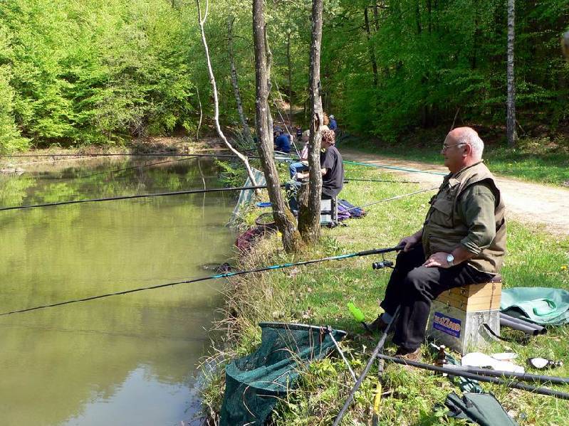 Graureiher Bild Nr.002