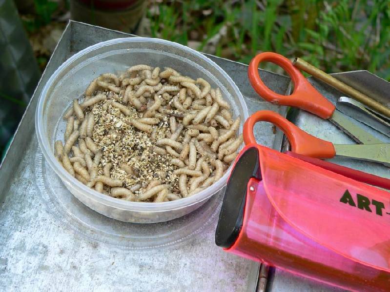 Graureiher Bild Nr.016