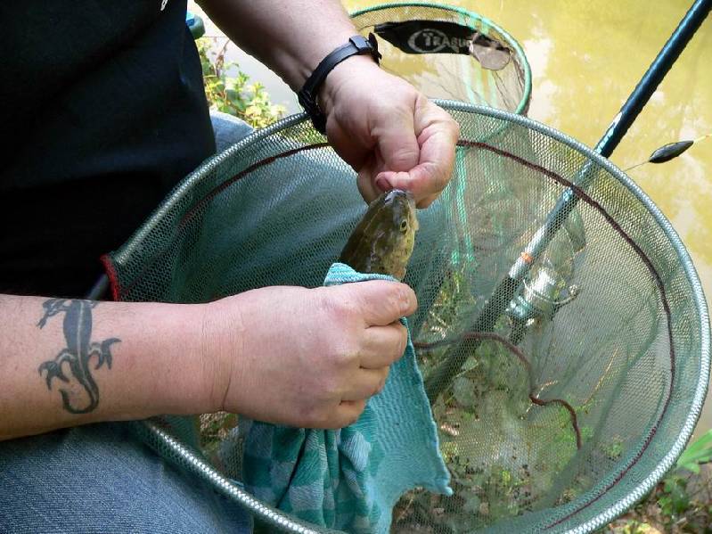 Graureiher Bild Nr.058