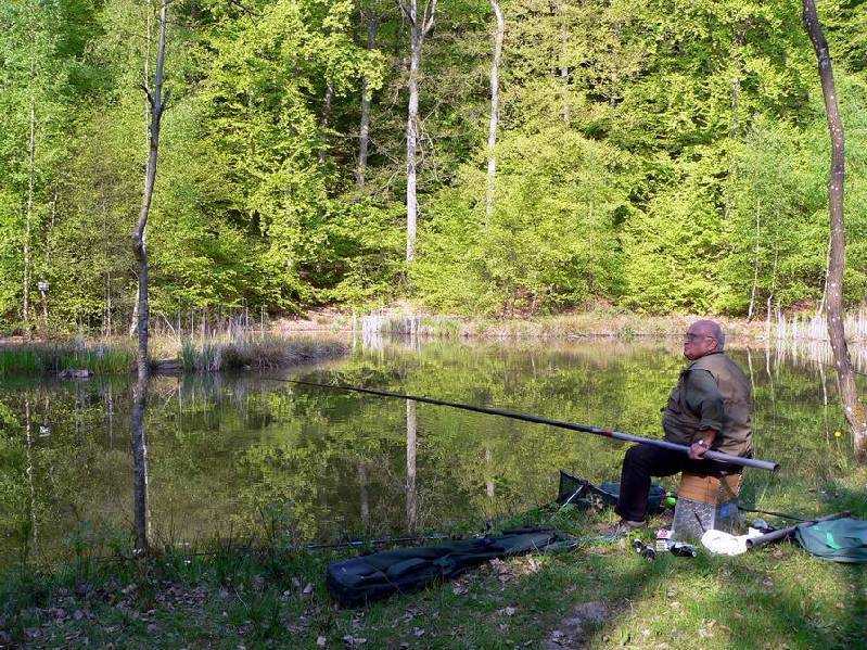 Graureiher Bild Nr.063