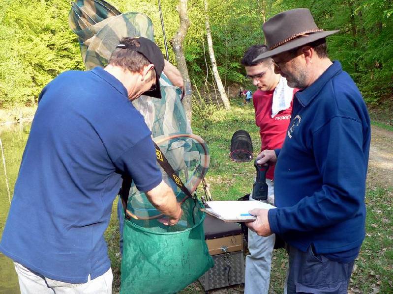 Graureiher Bild Nr.093