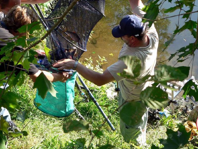 Graureiher Bild Nr.153